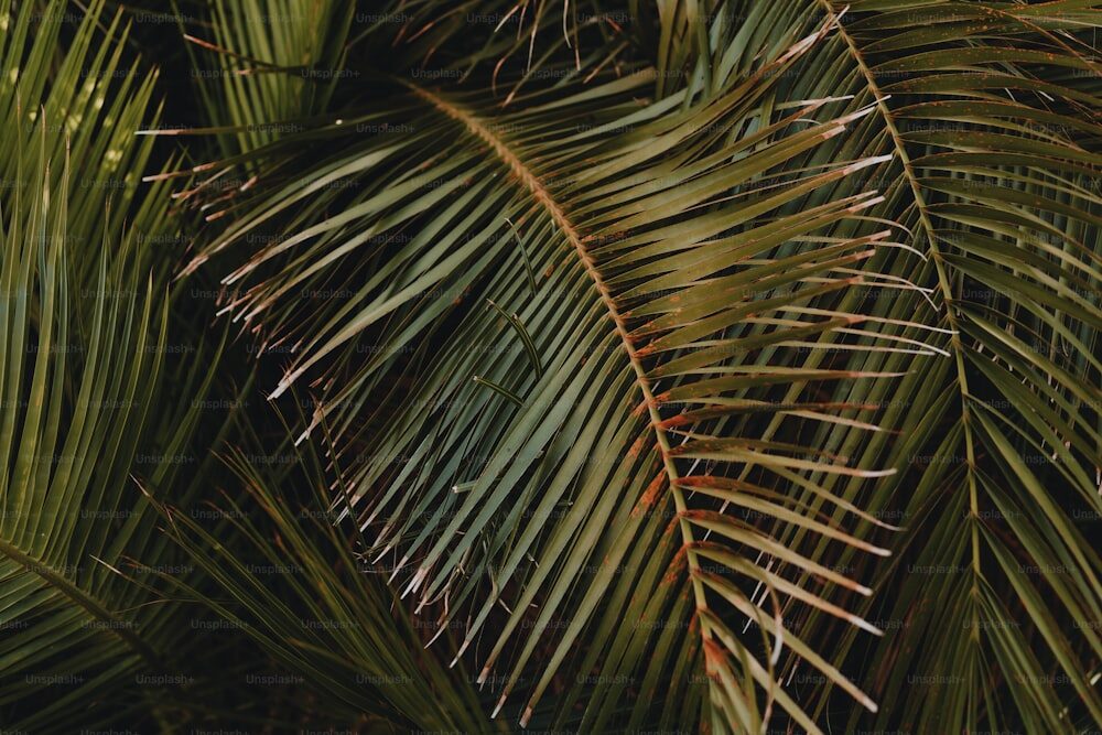 pindo palm leaflets in wind close-up