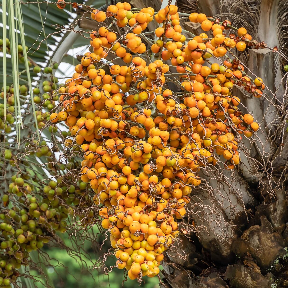 pindo palm fruit close-up