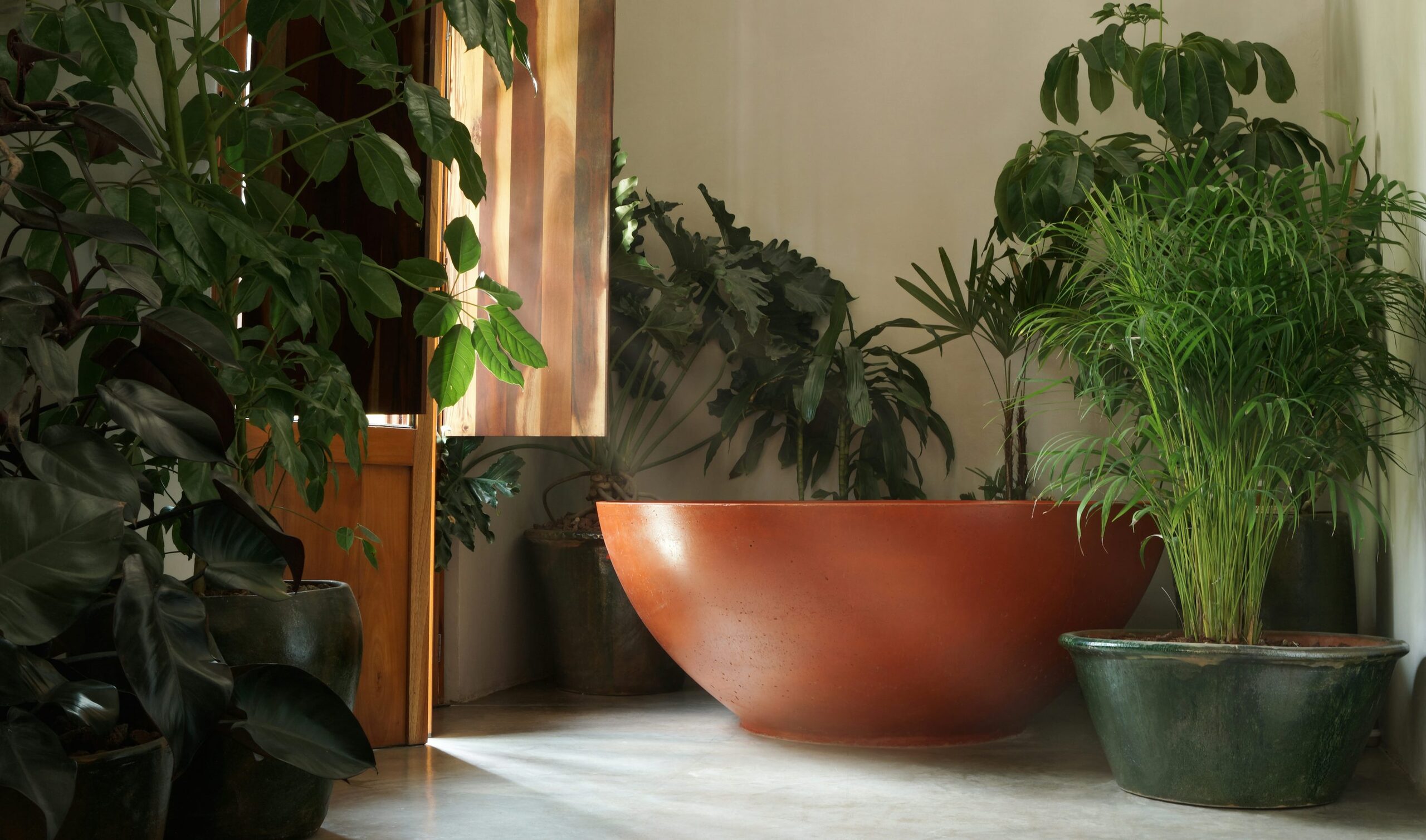 tillandsia juncea soaking bowl