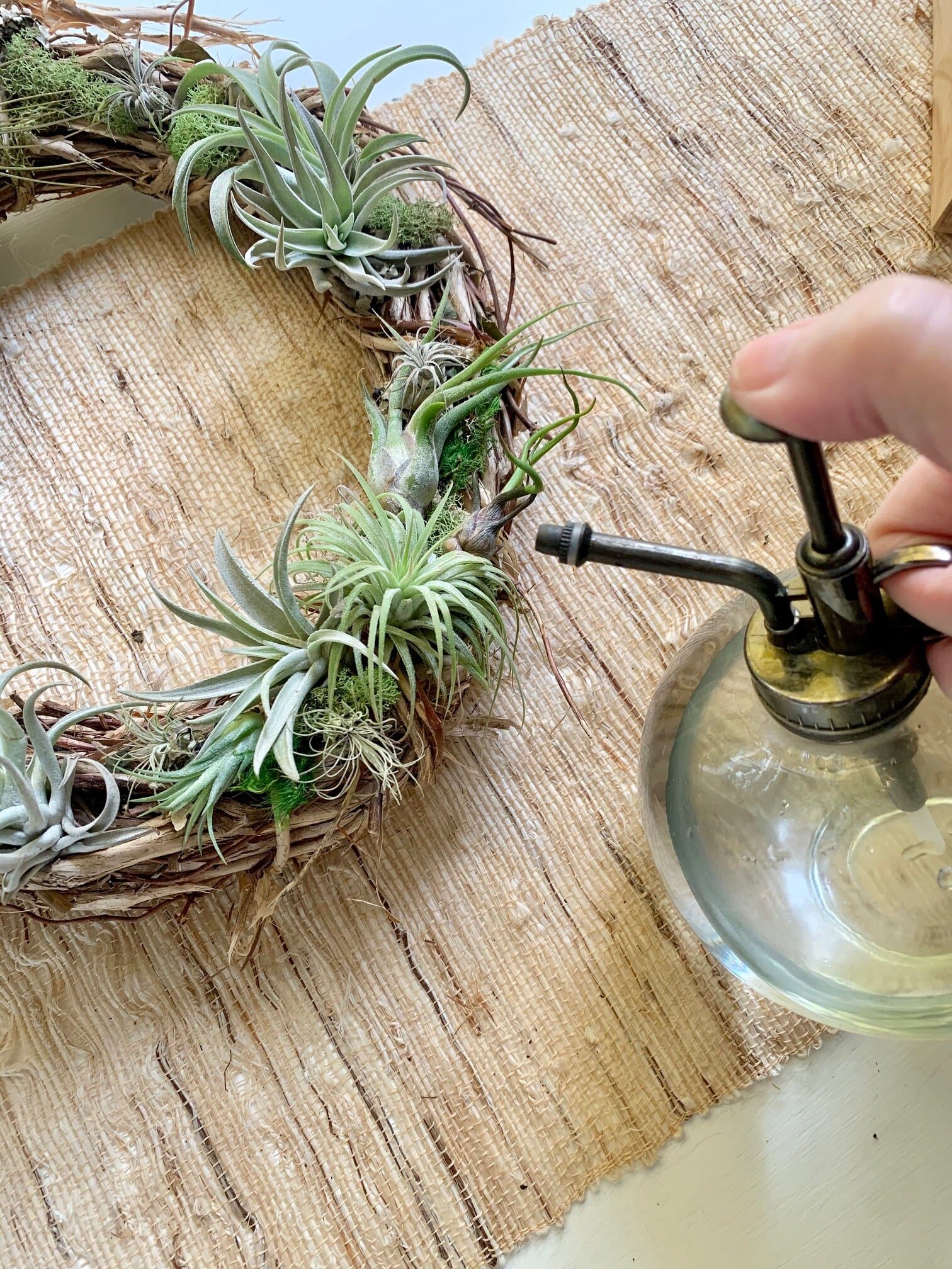 tillandsia juncea misting spray