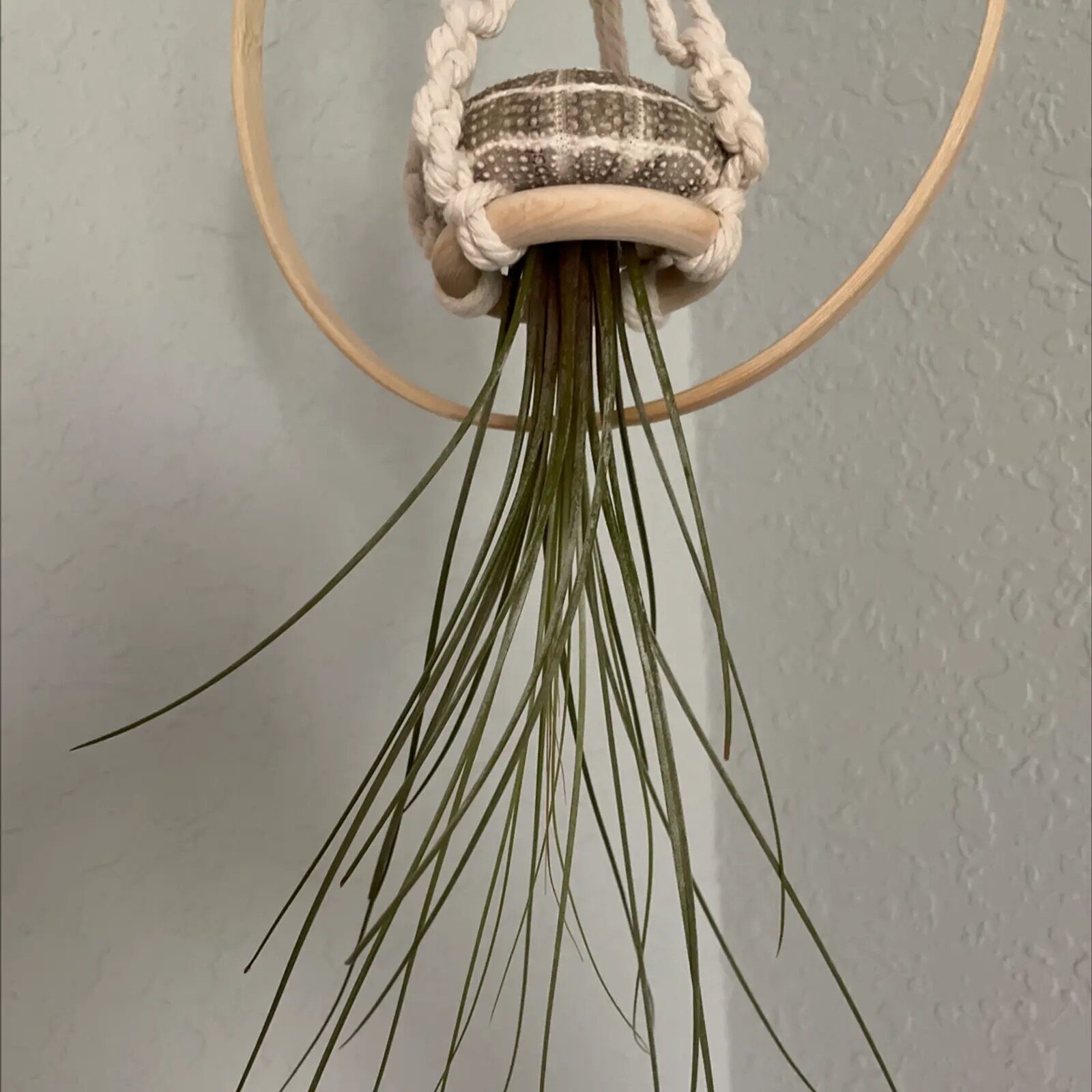 tillandsia juncea drying upside down
