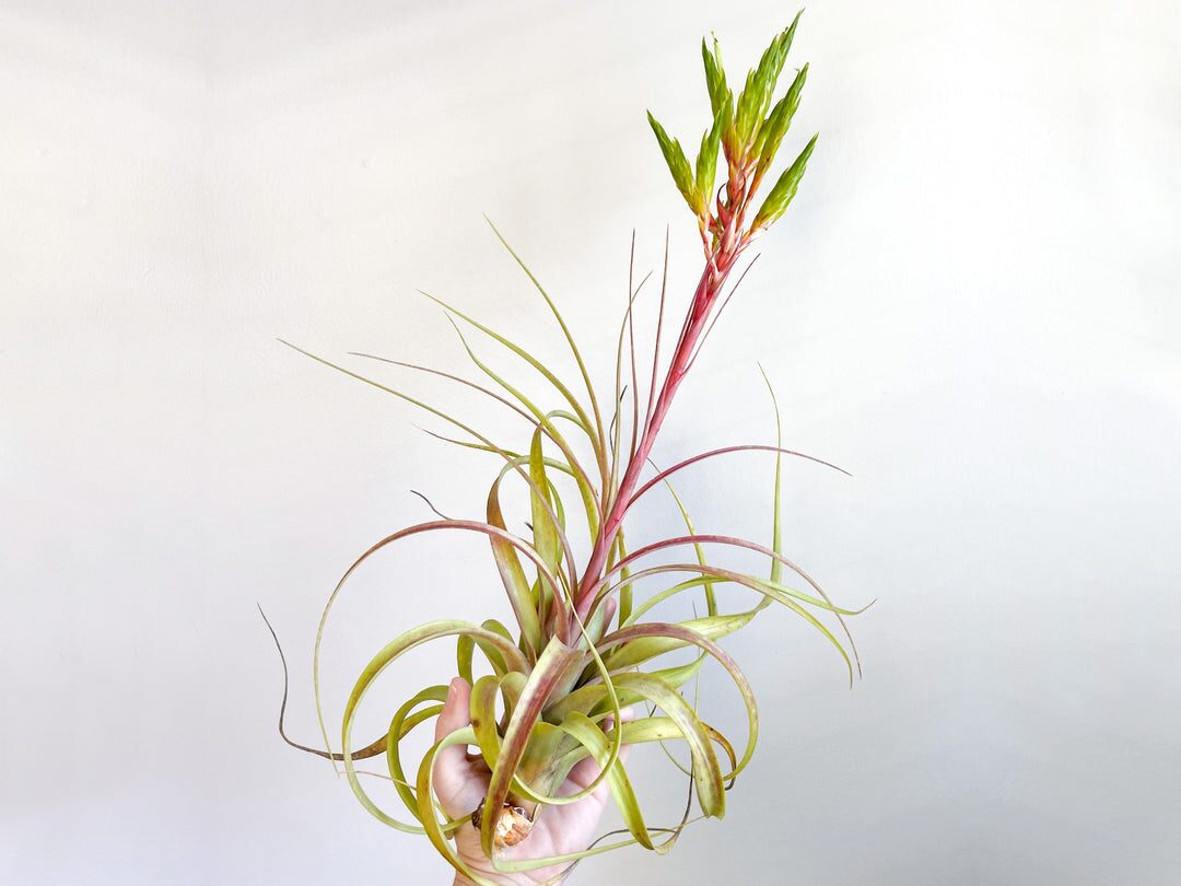 tillandsia juncea bloom spike close-up