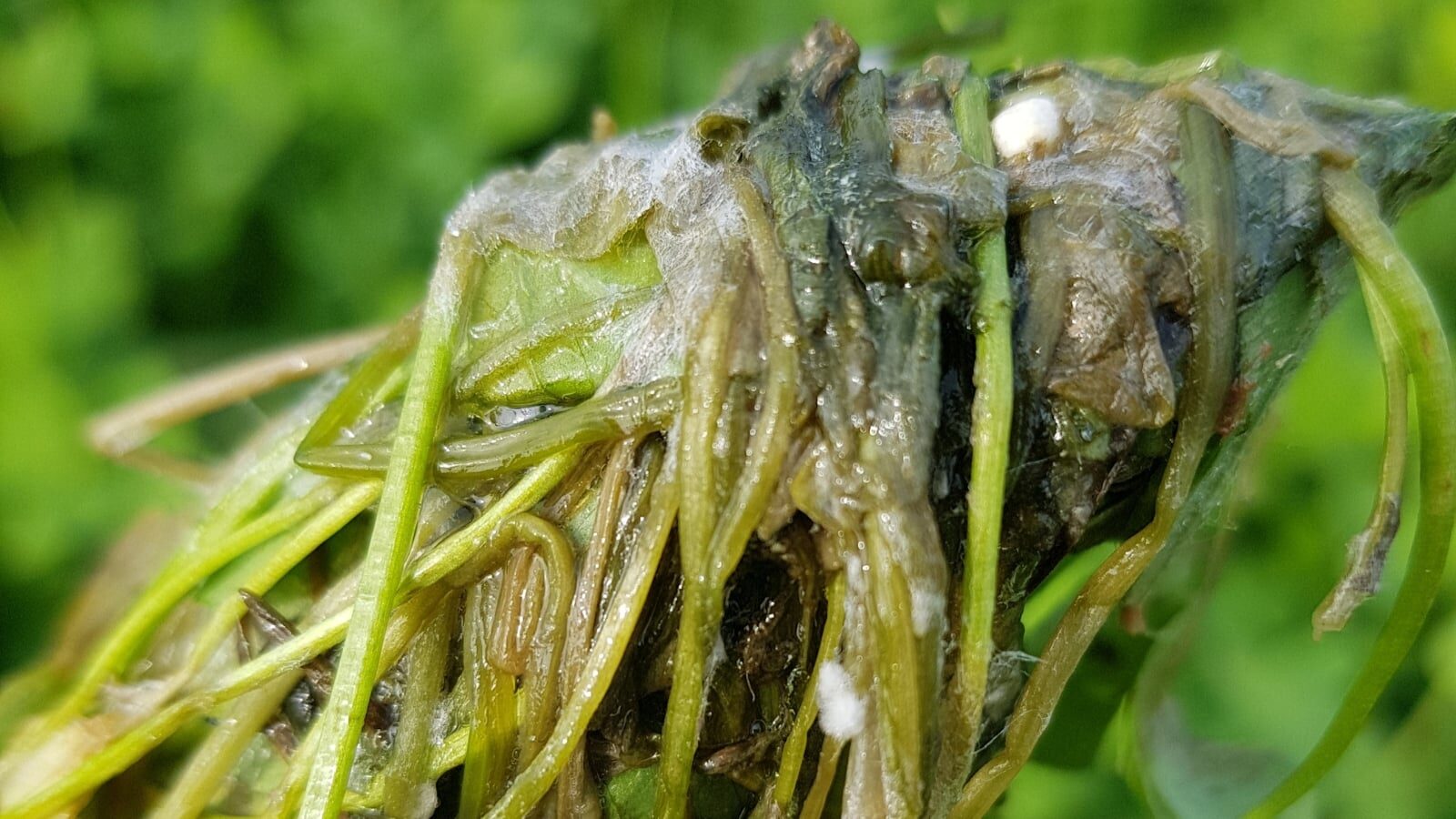 Tillandsia juncea crown rot close-up