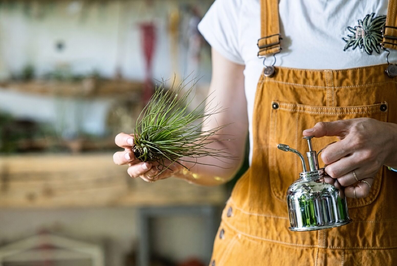 Tillandsia juncea water soaking