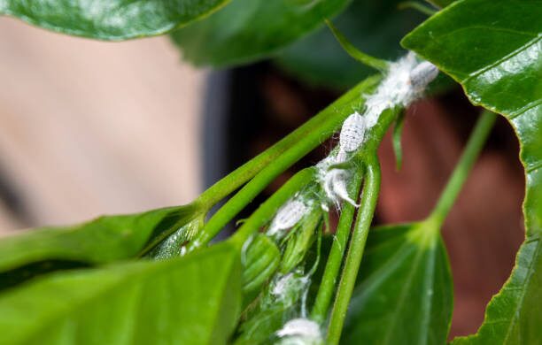 Tillandsia juncea mealybugs removal