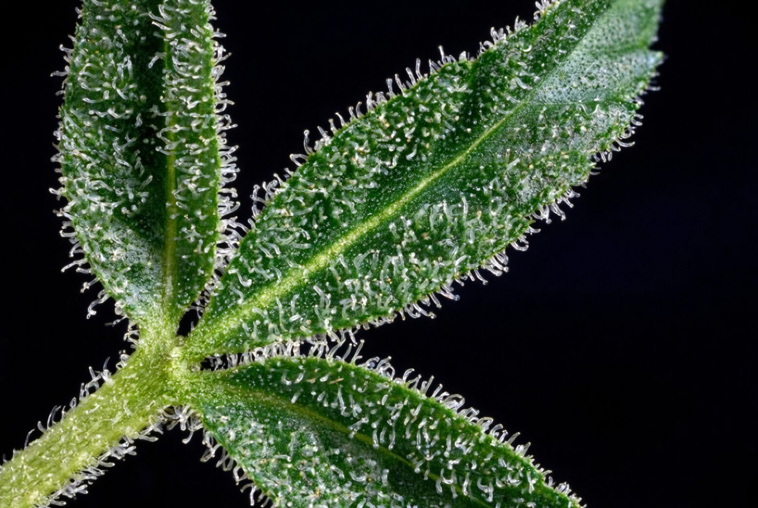 Tillandsia juncea trichomes macro