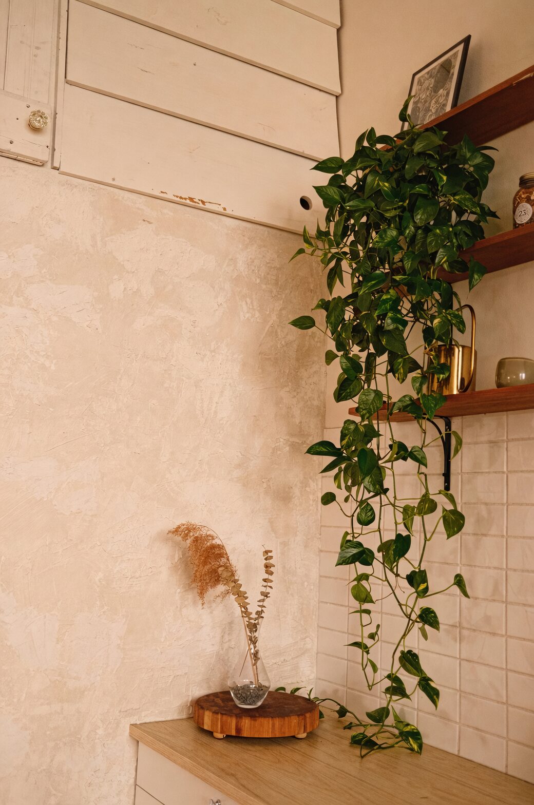 Tillandsia juncea hanging driftwood living room