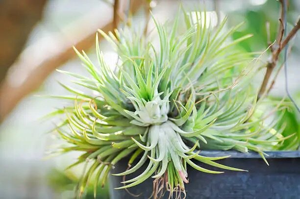 Tillandsia juncea leaf trichomes macro