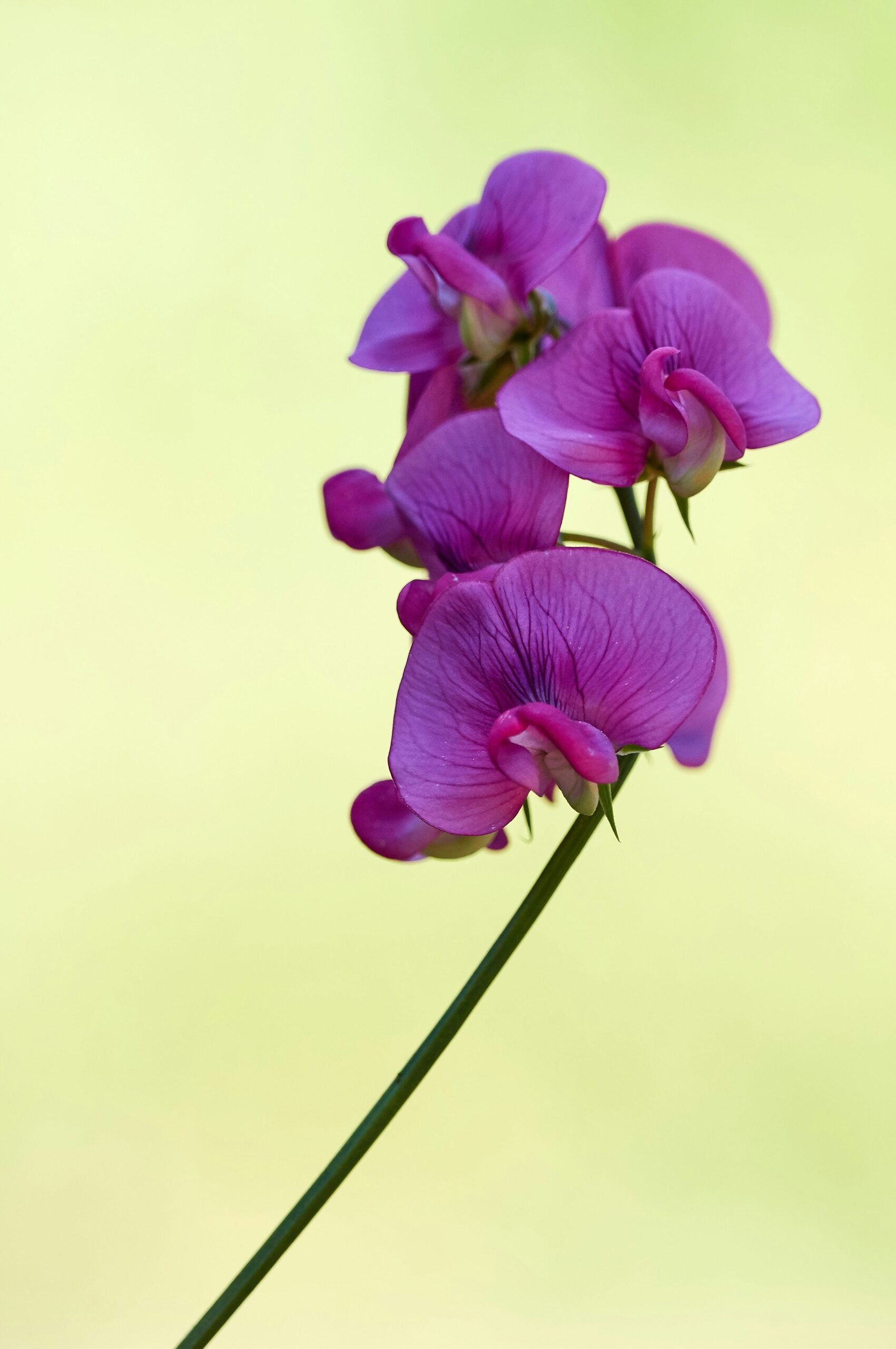 Tillandsia juncea pink inflorescence bloom