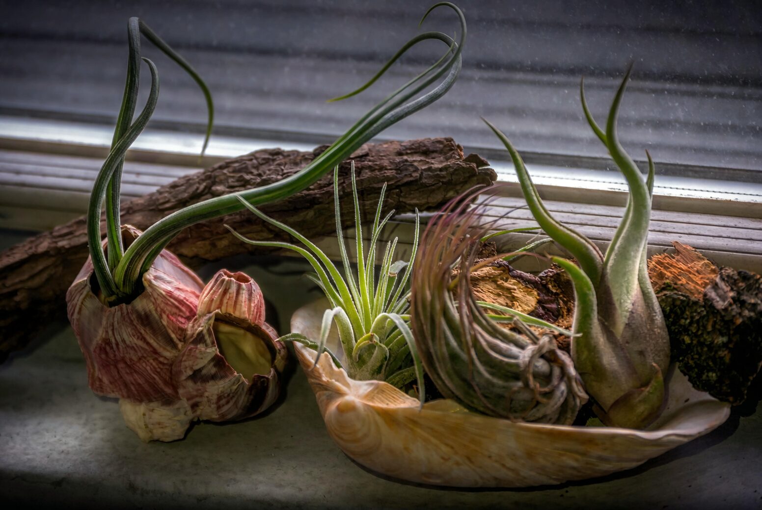 tillandsia juncea mounted on driftwood