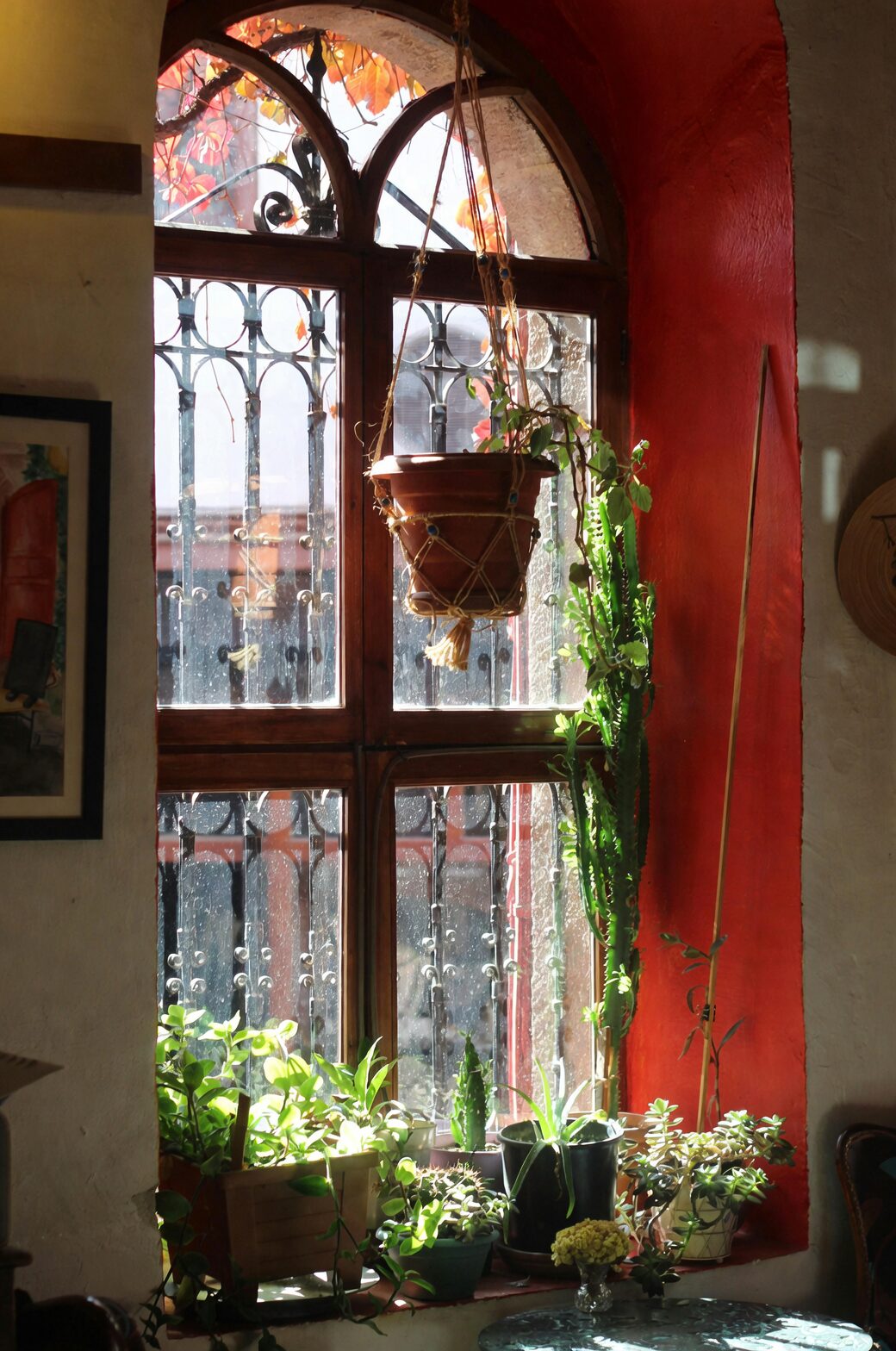 tillandsia juncea hanging by window