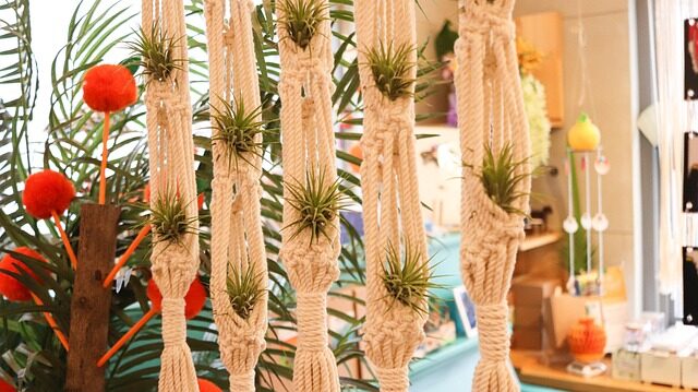 tillandsia juncea wall mount ionantha