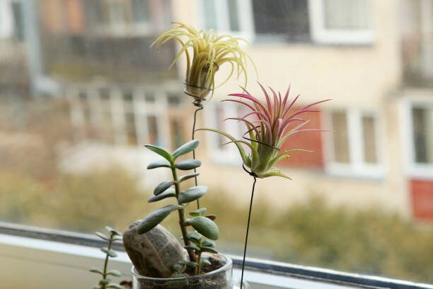 tillandsia juncea soaking bowl