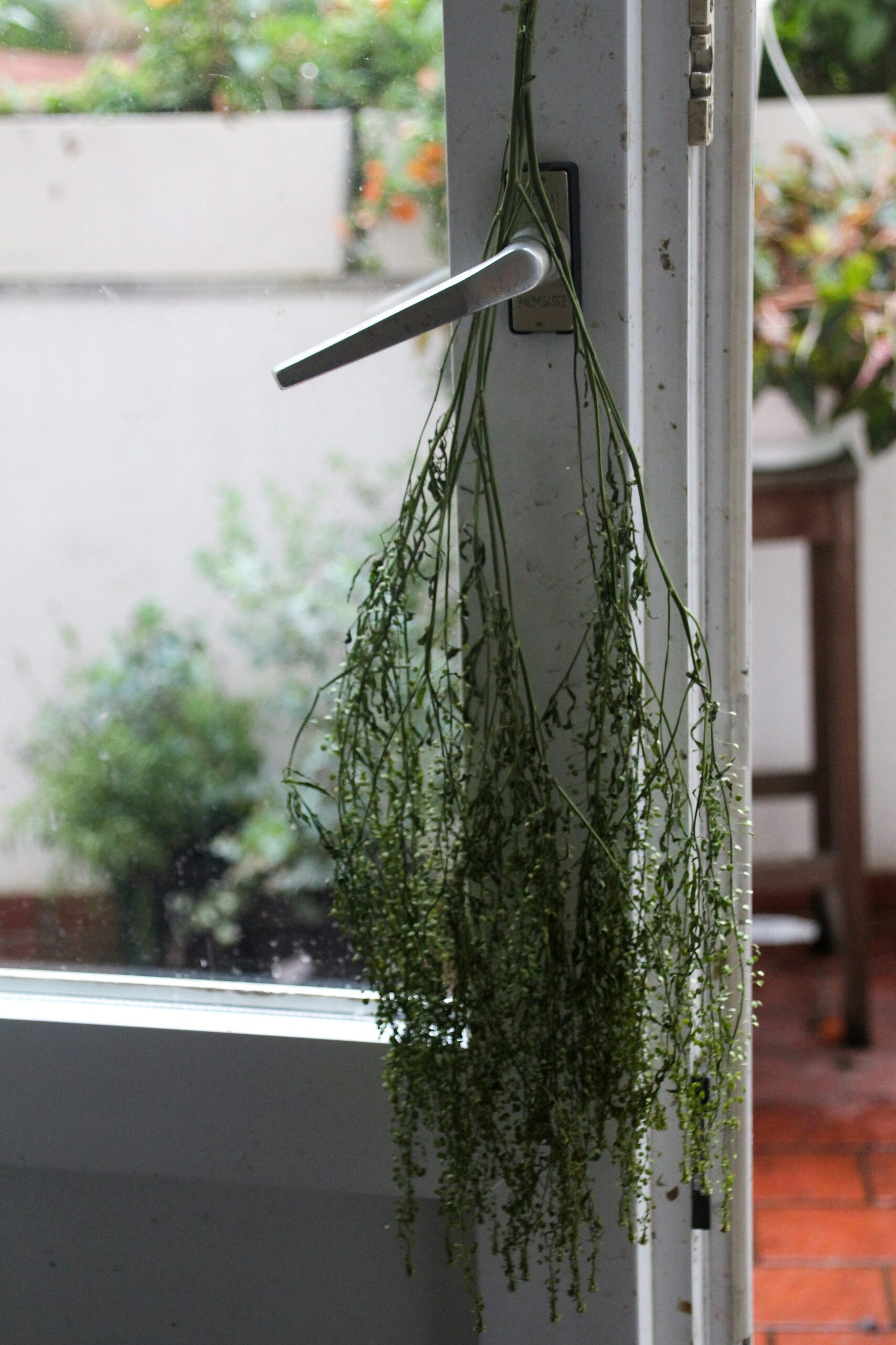 tillandsia juncea driftwood hanging balcony