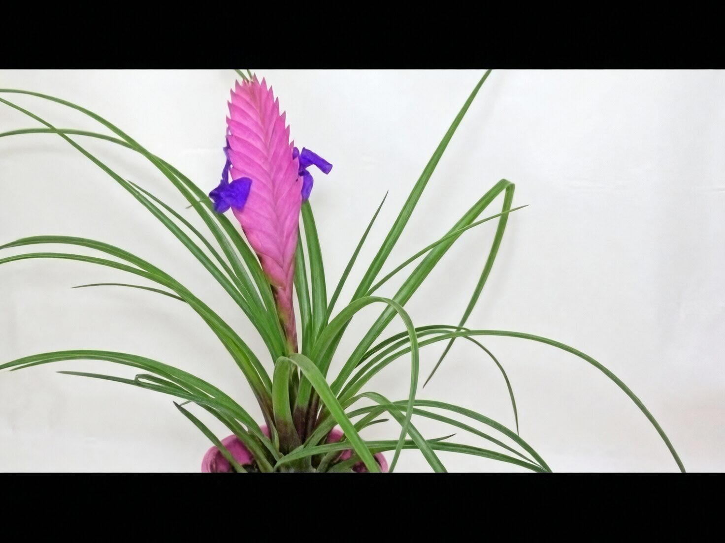 tillandsia juncea pink bloom close up
