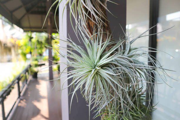 tillandsia juncea offset comparison