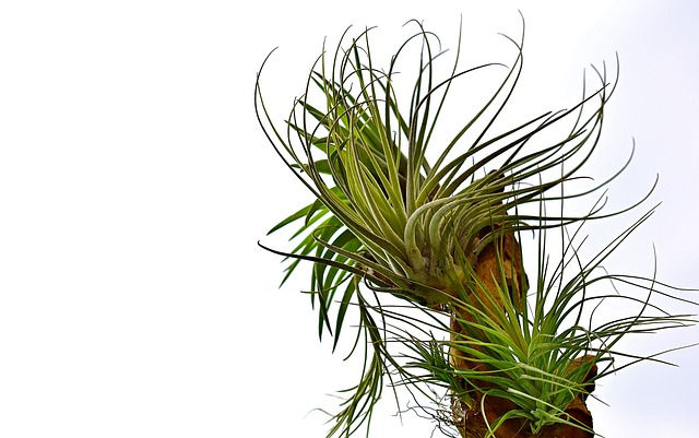 tillandsia juncea offset separation hands