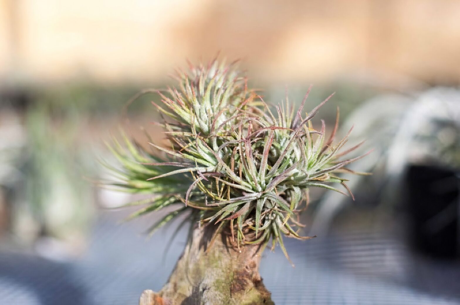 tillandsia juncea clump on driftwood