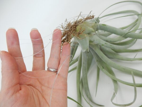 tillandsia juncea fishing line wrap