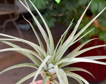 tillandsia juncea hot glue dot