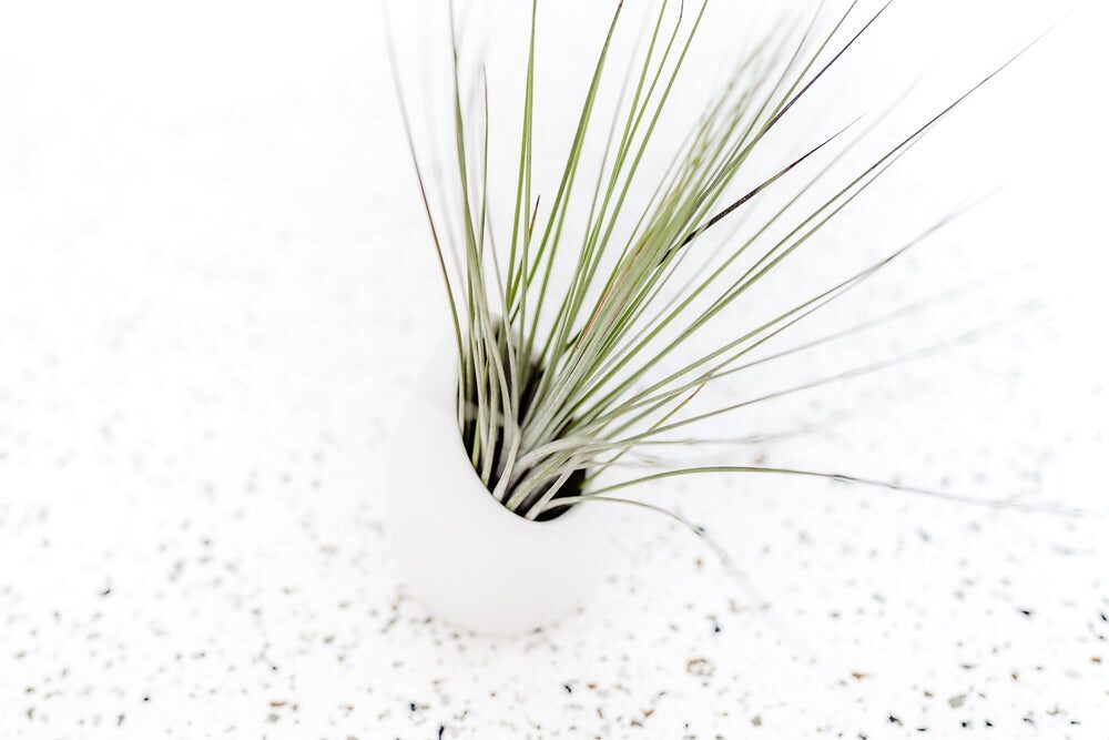 tillandsia juncea hanging window display