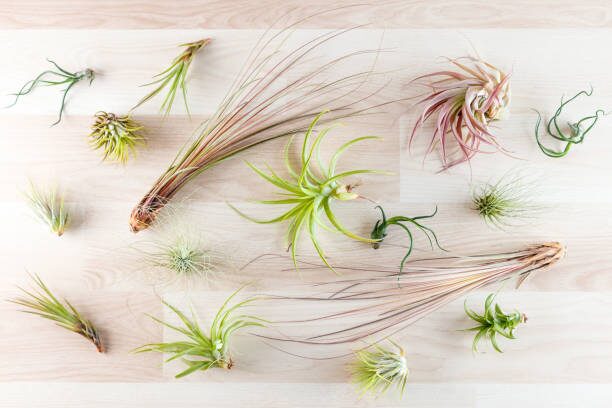tillandsia juncea drying near fan