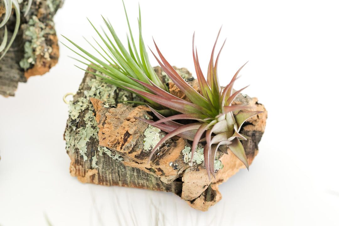 tillandsia juncea mounted on cork bark