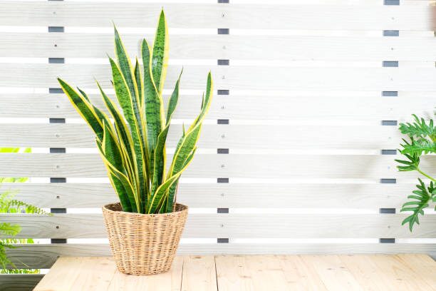 tillandsia juncea bright window fan