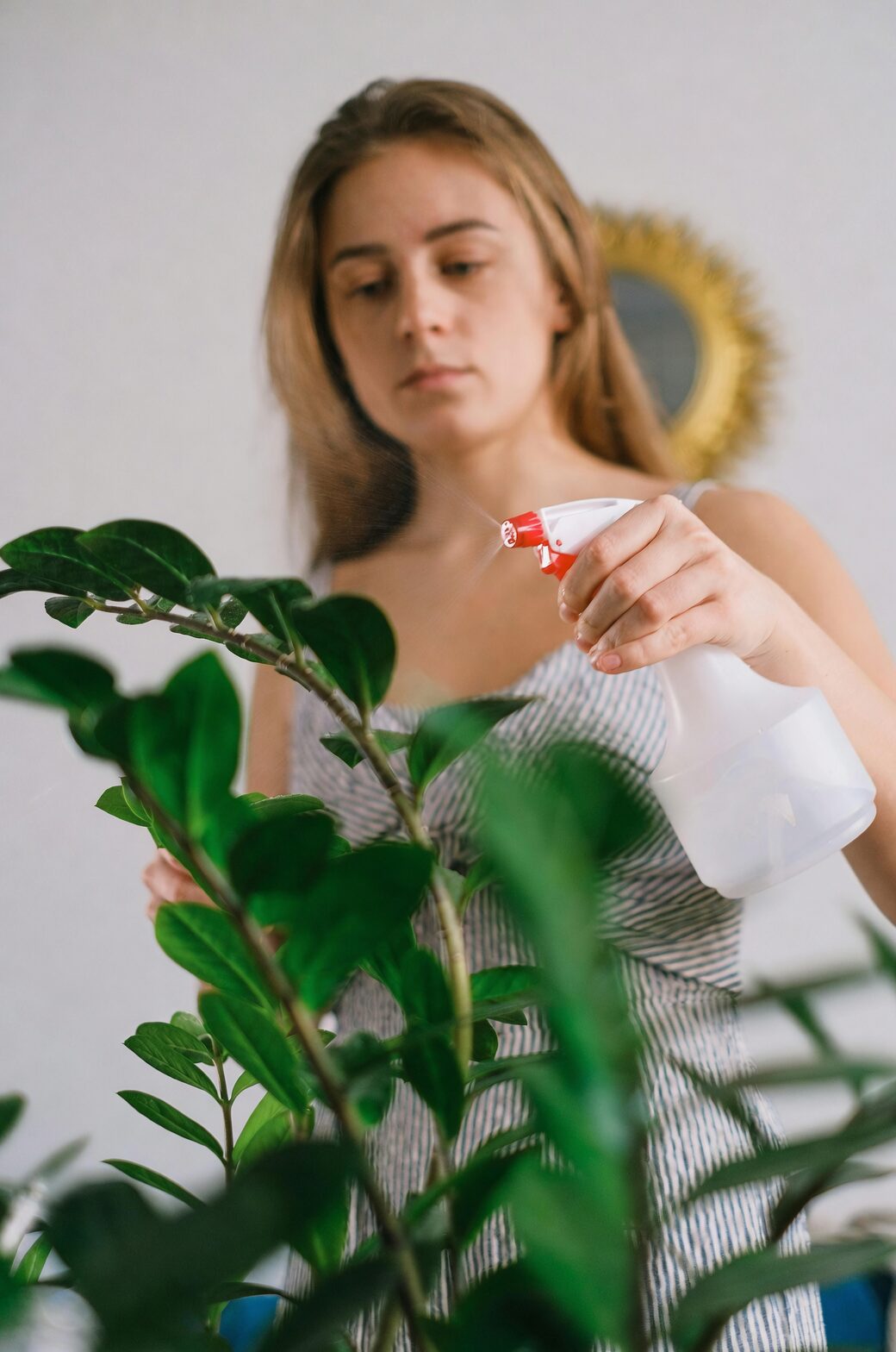 tillandsia juncea misting spray bottle