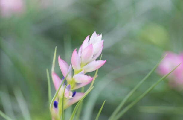 tillandsia juncea east windowsill