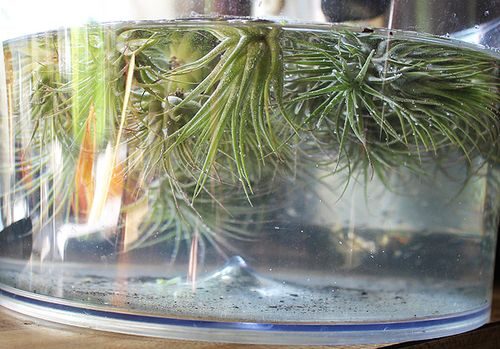 tillandsia juncea soaking bowl water