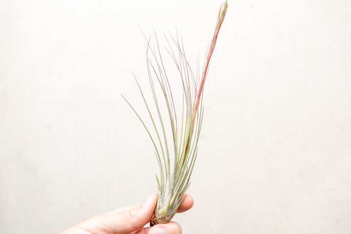 tillandsia juncea cutting spent spike