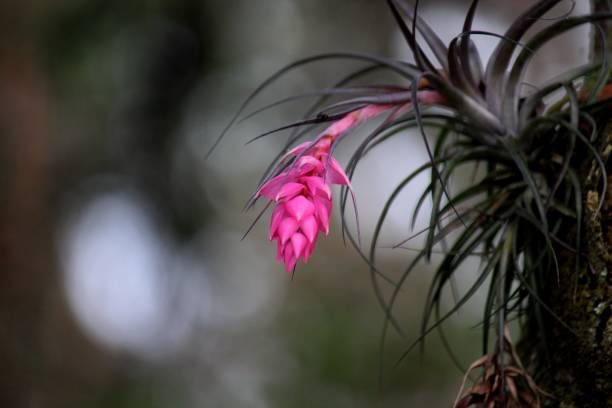 tillandsia juncea pups cluster