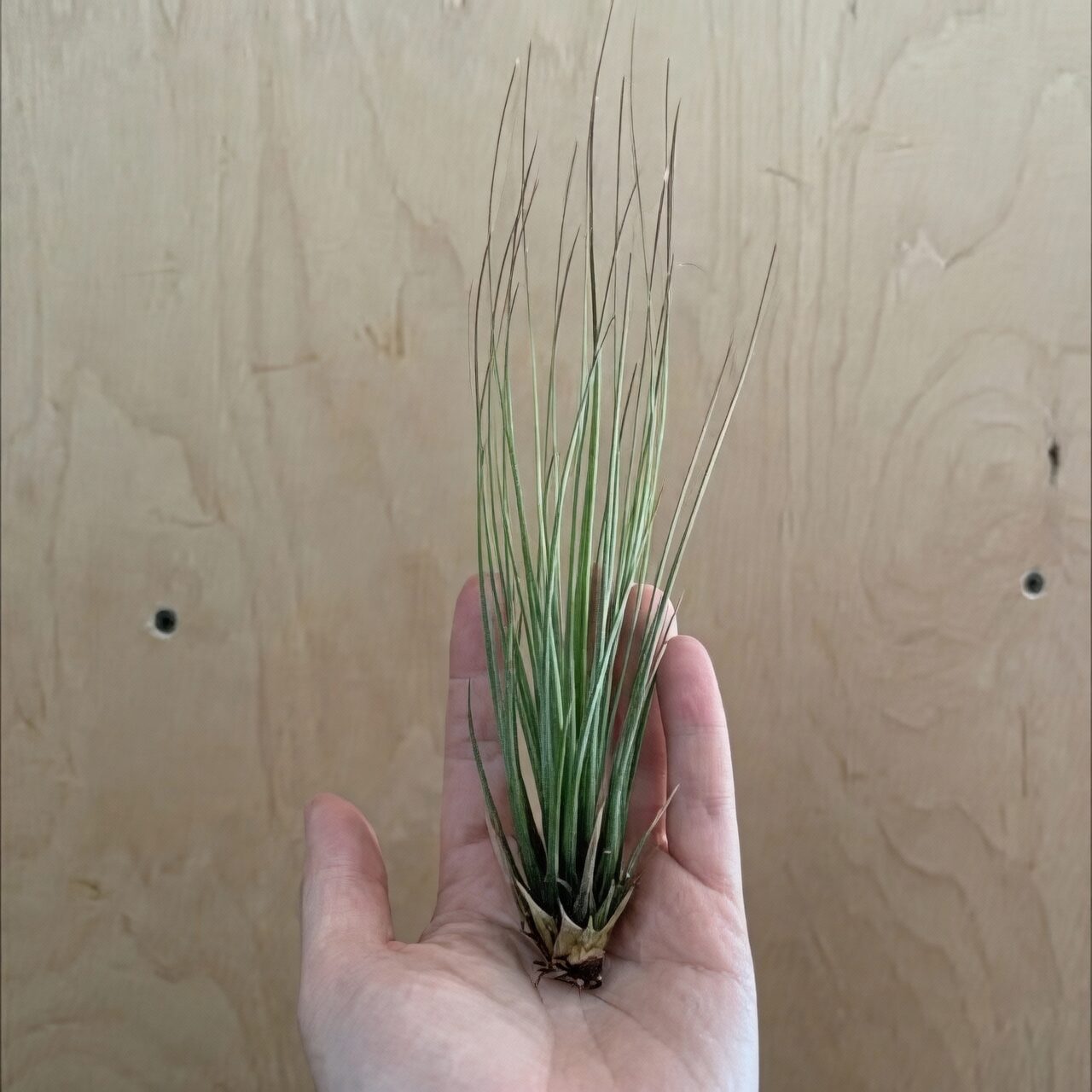 Tillandsia juncea misting leaves
