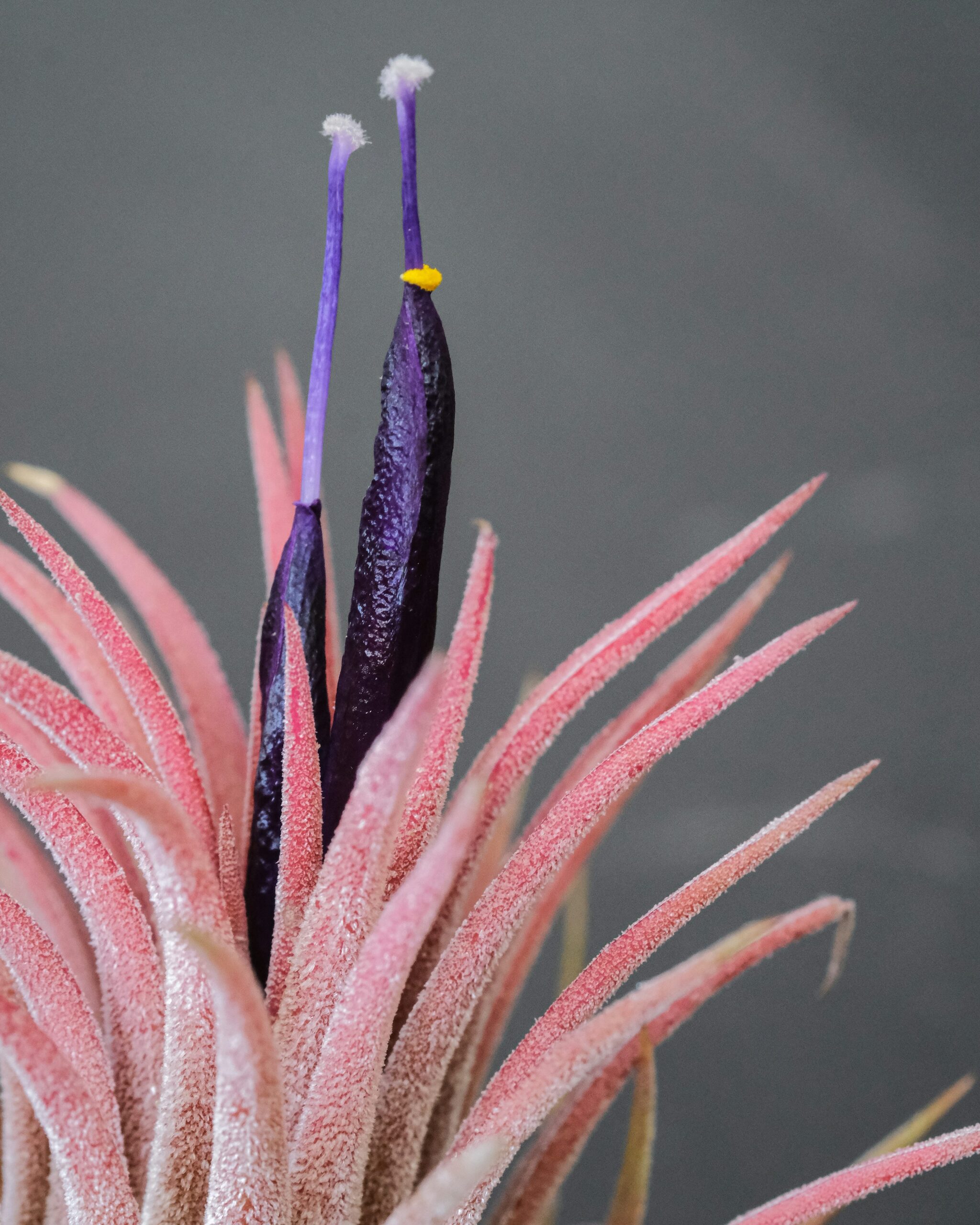 Tillandsia juncea pink inflorescence close-up