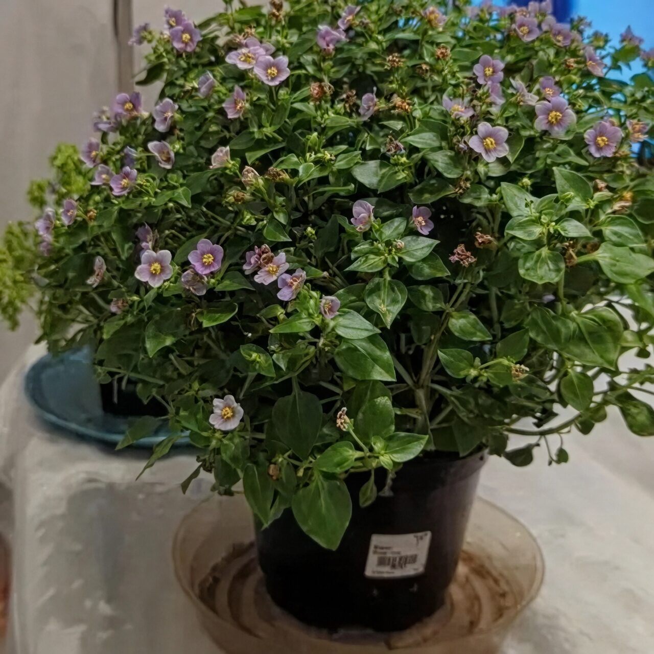 别让根系口渴：紫芳草浇水、光照与湿度的“稳开花”通关秘籍