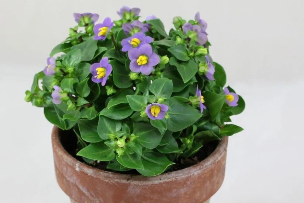 Persian violet east window light