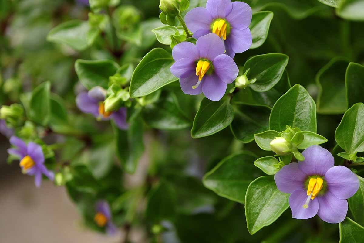 Persian violet flower close-up