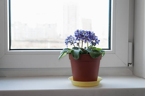 Persian violet north window sill