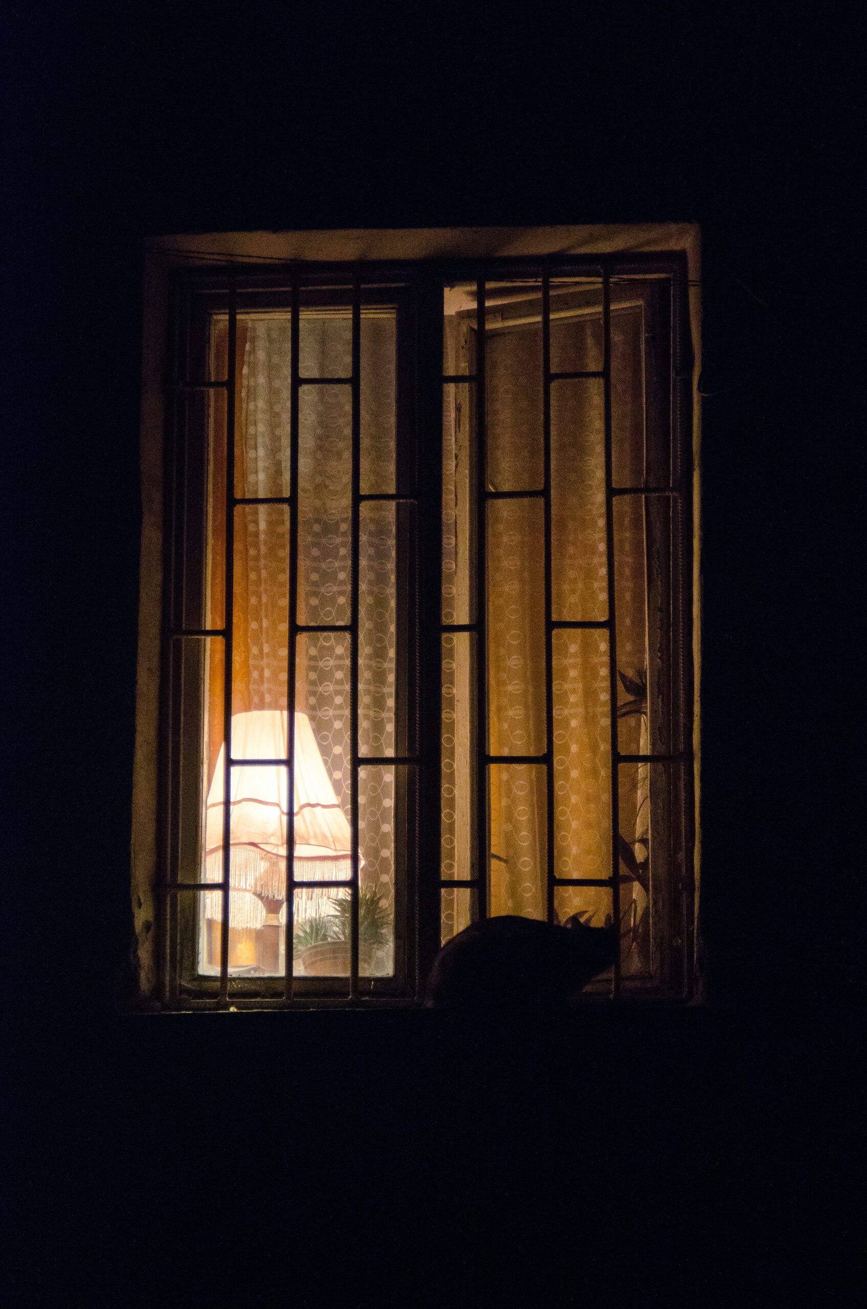 Persian violet evening open window