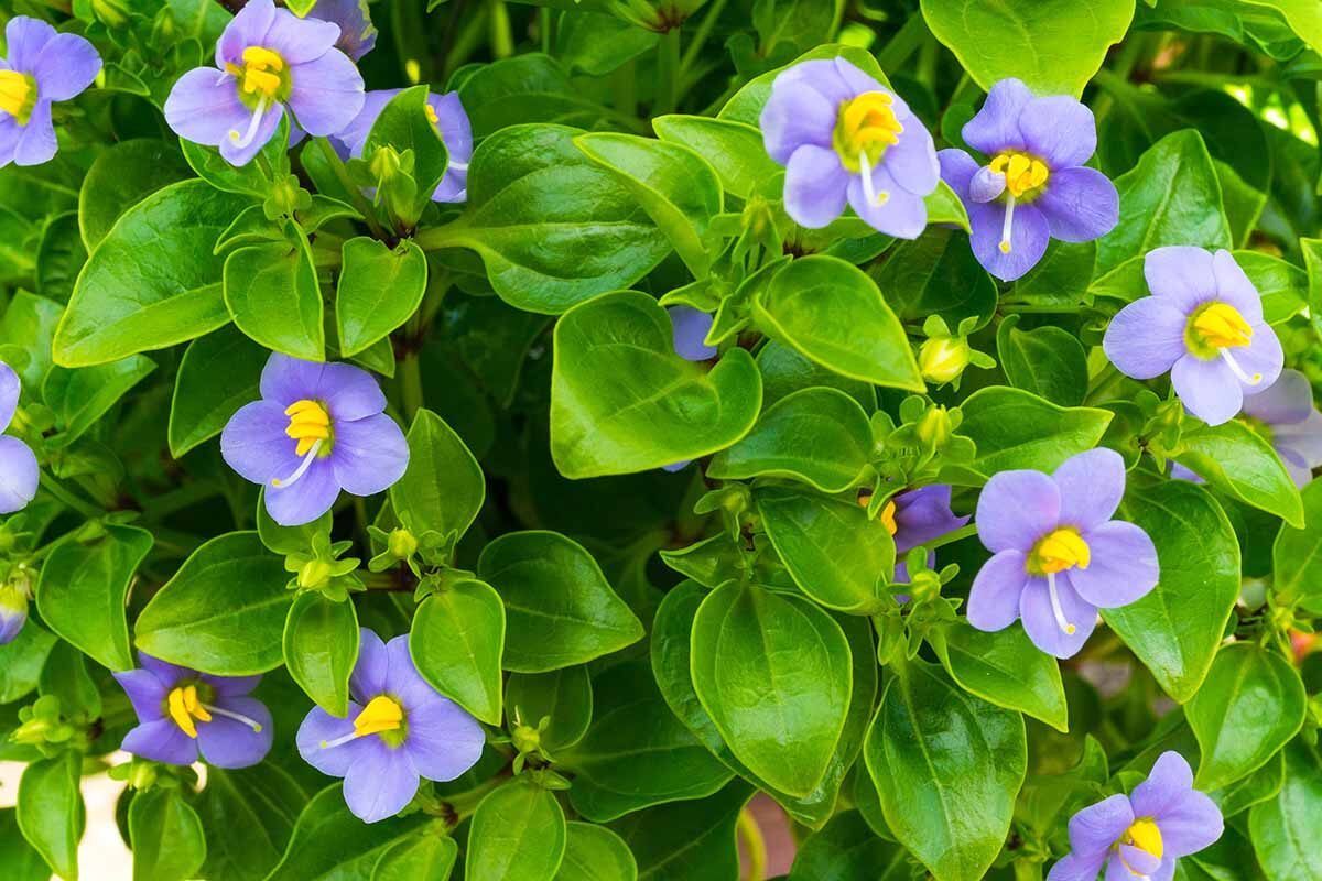 persian violet rinsing leaves under tap