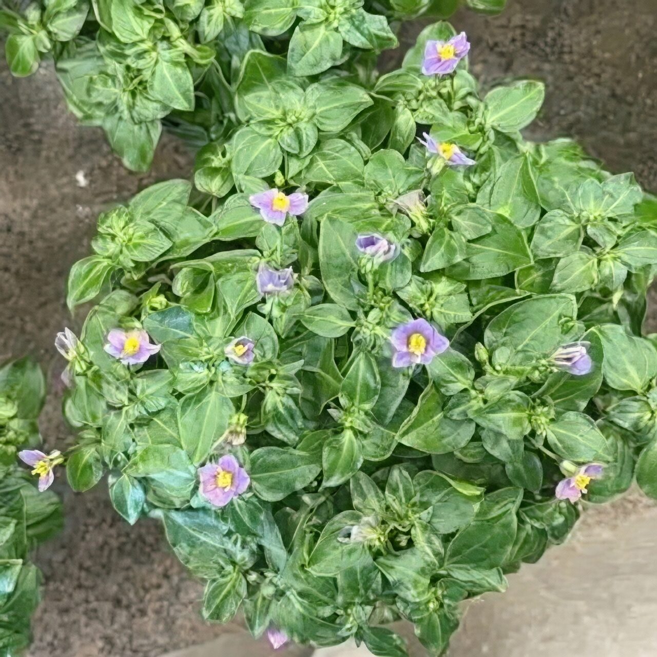 persian violet root rot repotting