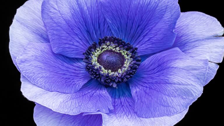 persian violet bottom watering basin