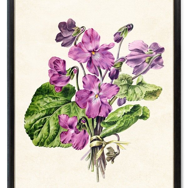 victorian violet botanical illustration