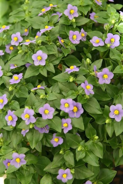 Persian violet east window light