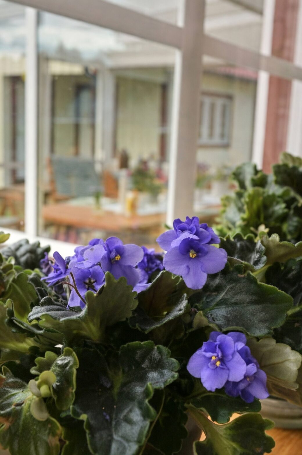 Persian violet bright indirect windowsill