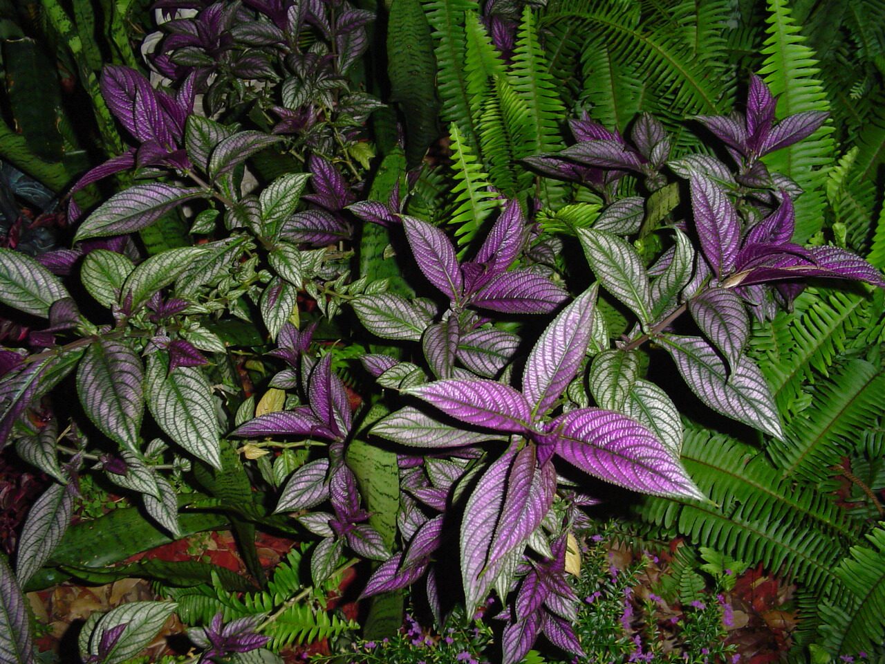 Persian violet with ferns grouping