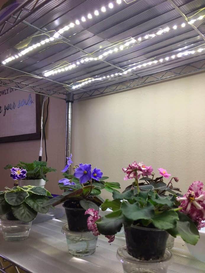 Persian violet under LED grow light