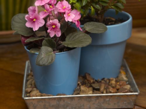 Persian violet pebble tray watering