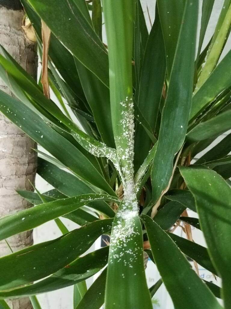 Dudleya mealybug removal cotton swab